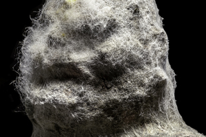 Hirsute 1
