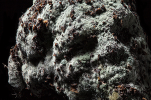 Menthe Chocolat